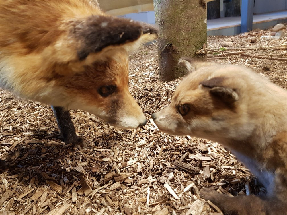 Museum Auberlehaus-Trossingen必去景点