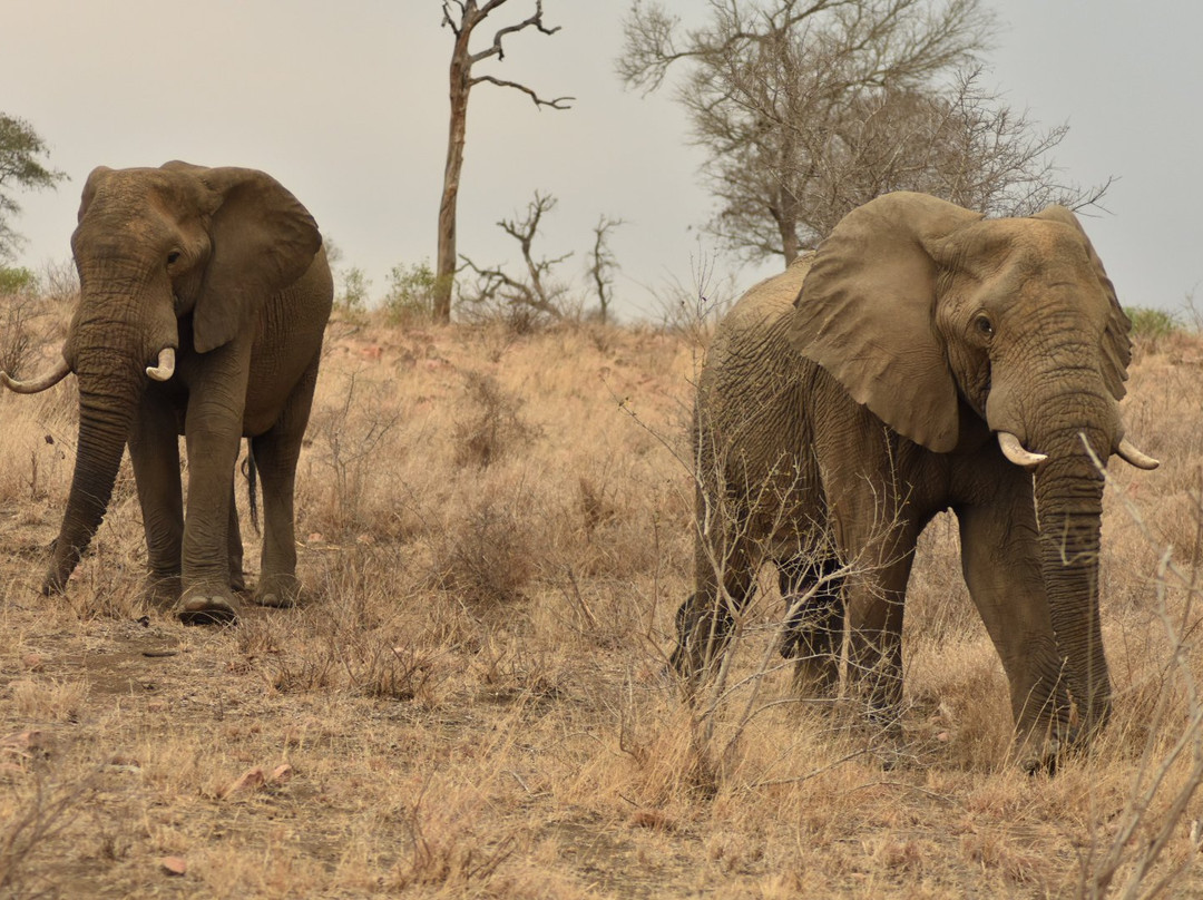 Elephant Herd Tours & Safaris景点图片