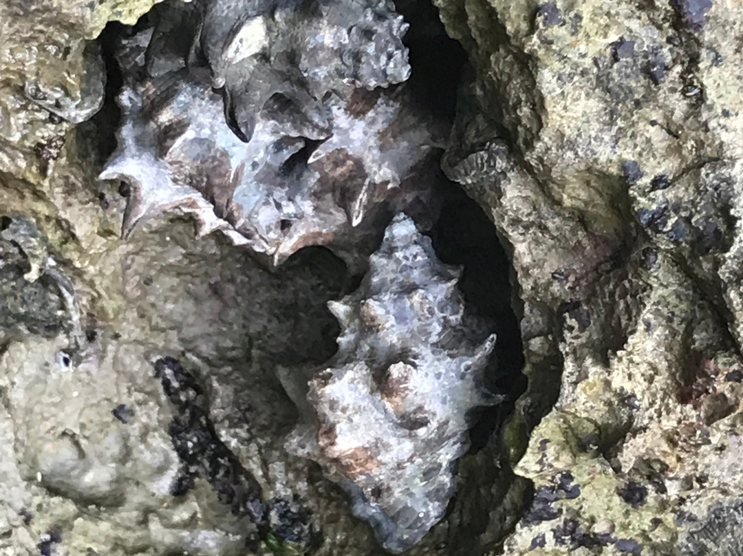 Koh Roi Island-瑶诺岛必去景点