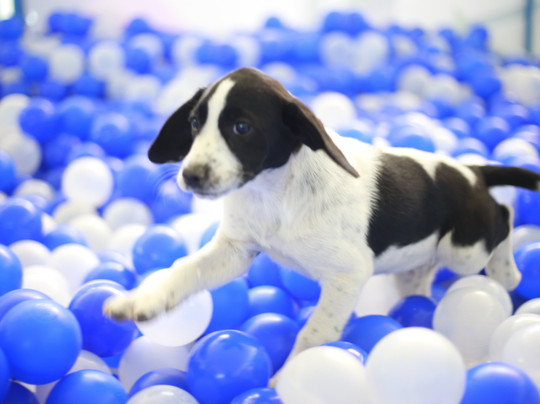 Feijao Verde Fun Park-科英布拉区必去景点