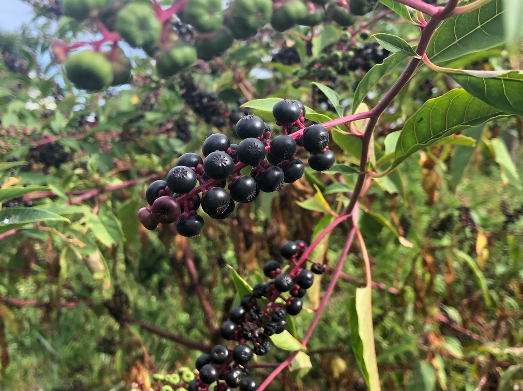 Seacrest Scrub Natural Area-博因顿海滩必去景点