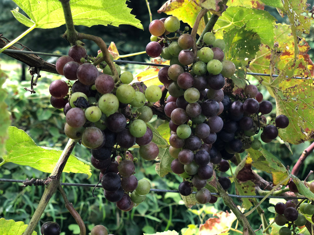 Detour Winery-Keymar必去景点