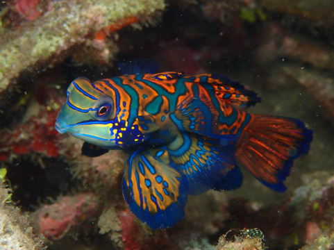 ION-C Dive Center-泗水必去景点