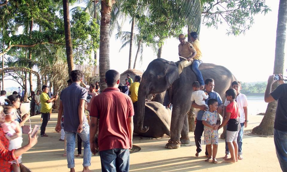 Elephant Show景点图片