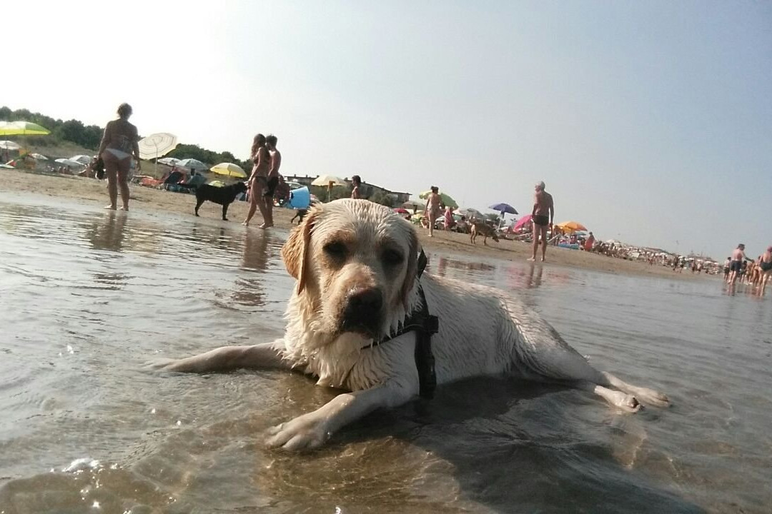 Bagno Overbeach景点图片