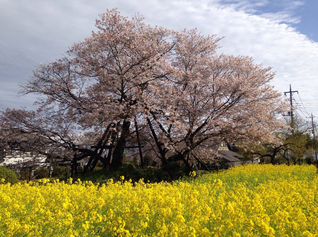 Kariyado no Geba Zakura (Sakura)景点图片