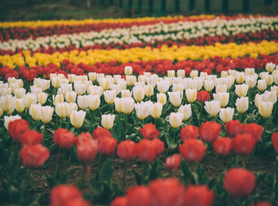 Tulip Garden At Sanasar景点图片