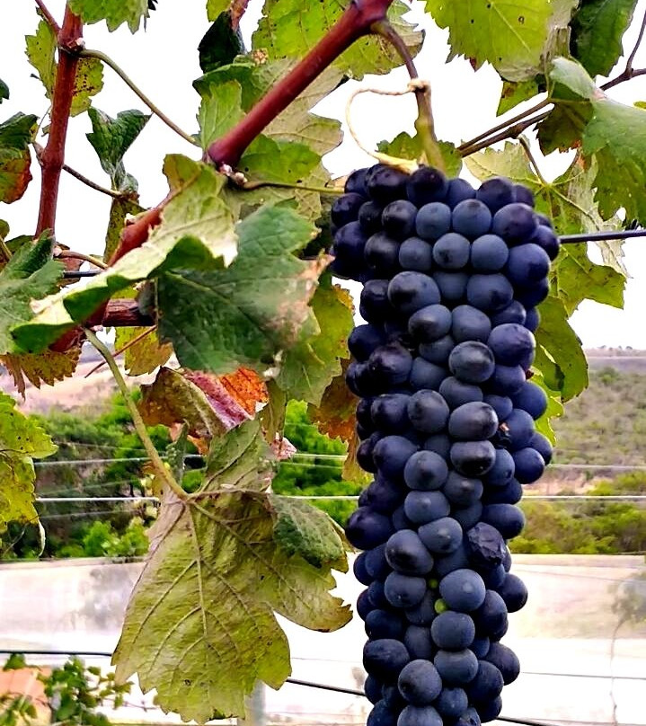 Vinhedo Girassol-Cocalzinho de Goias必去景点