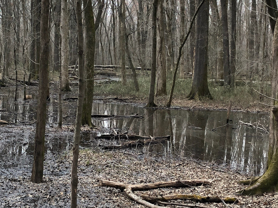 Big Cypress Tree State Park-Greenfield必去景点