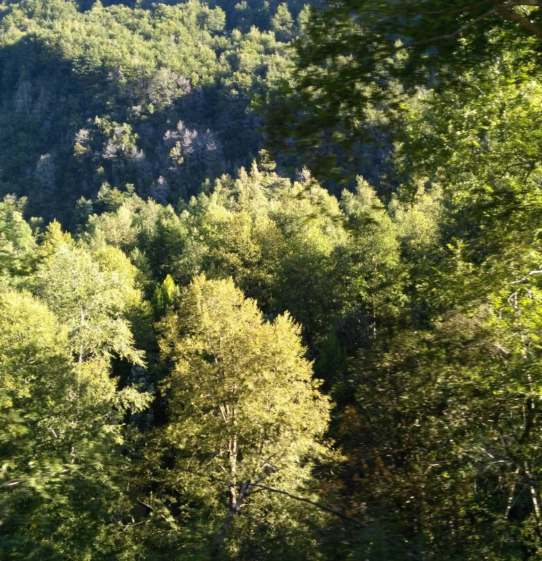 Panguipulli旅游景点-Termas Hipolito Munoz