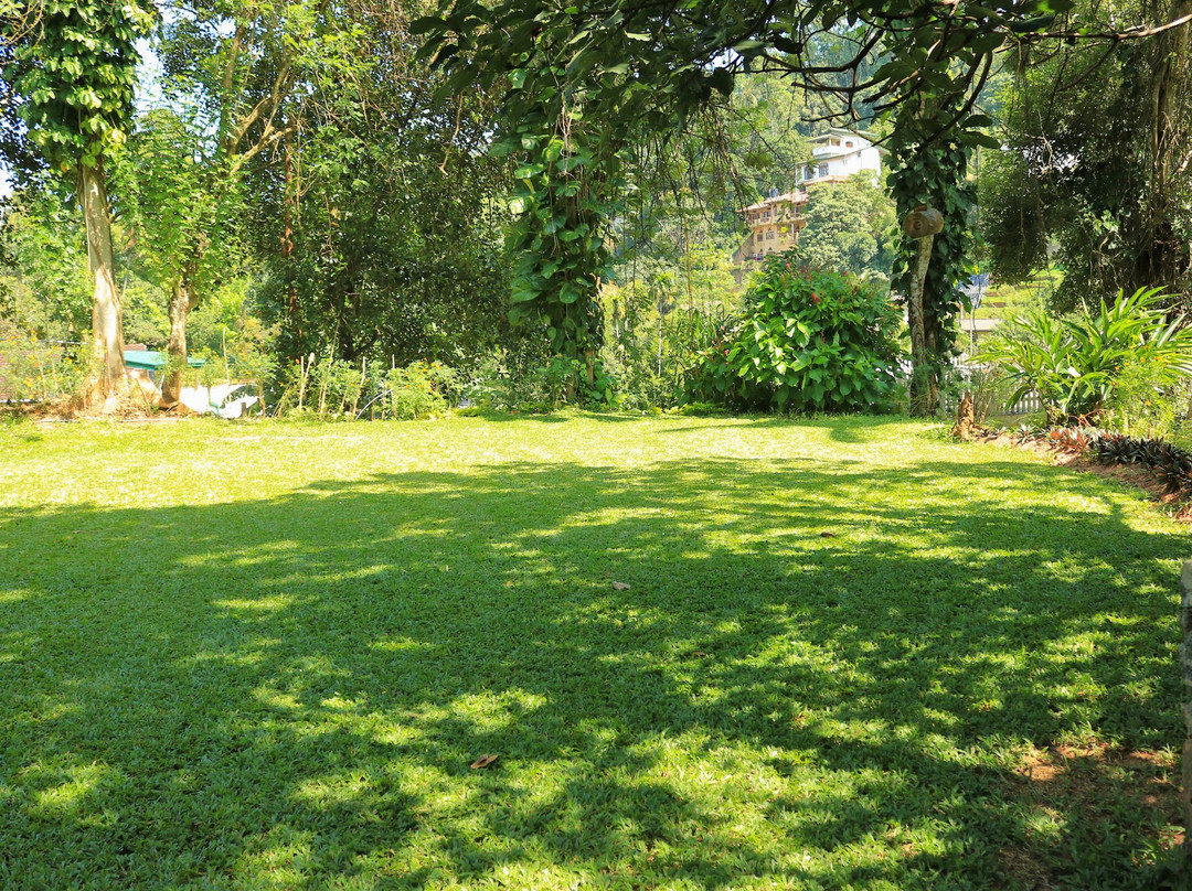 Pepper Tree Kandy主图