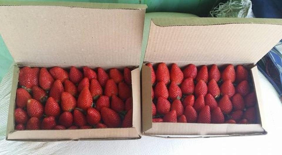 Laxmi Strawberry Farm景点图片