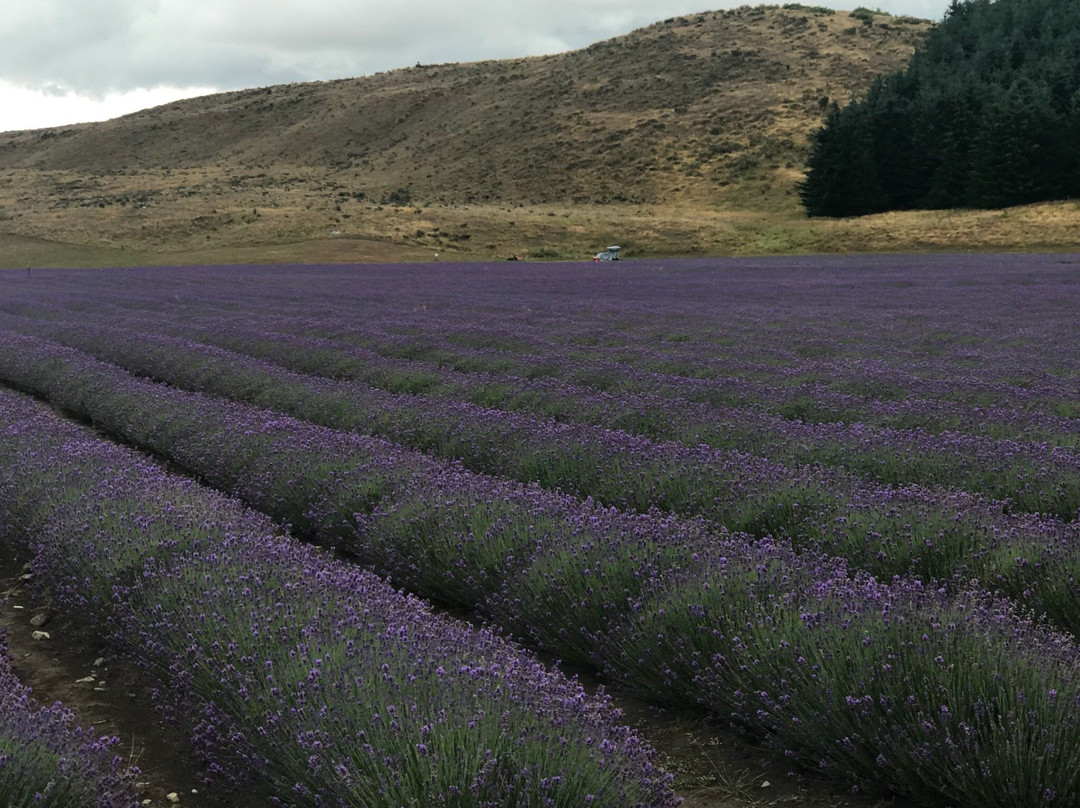 New Zealand Alpine Lavender景点图片