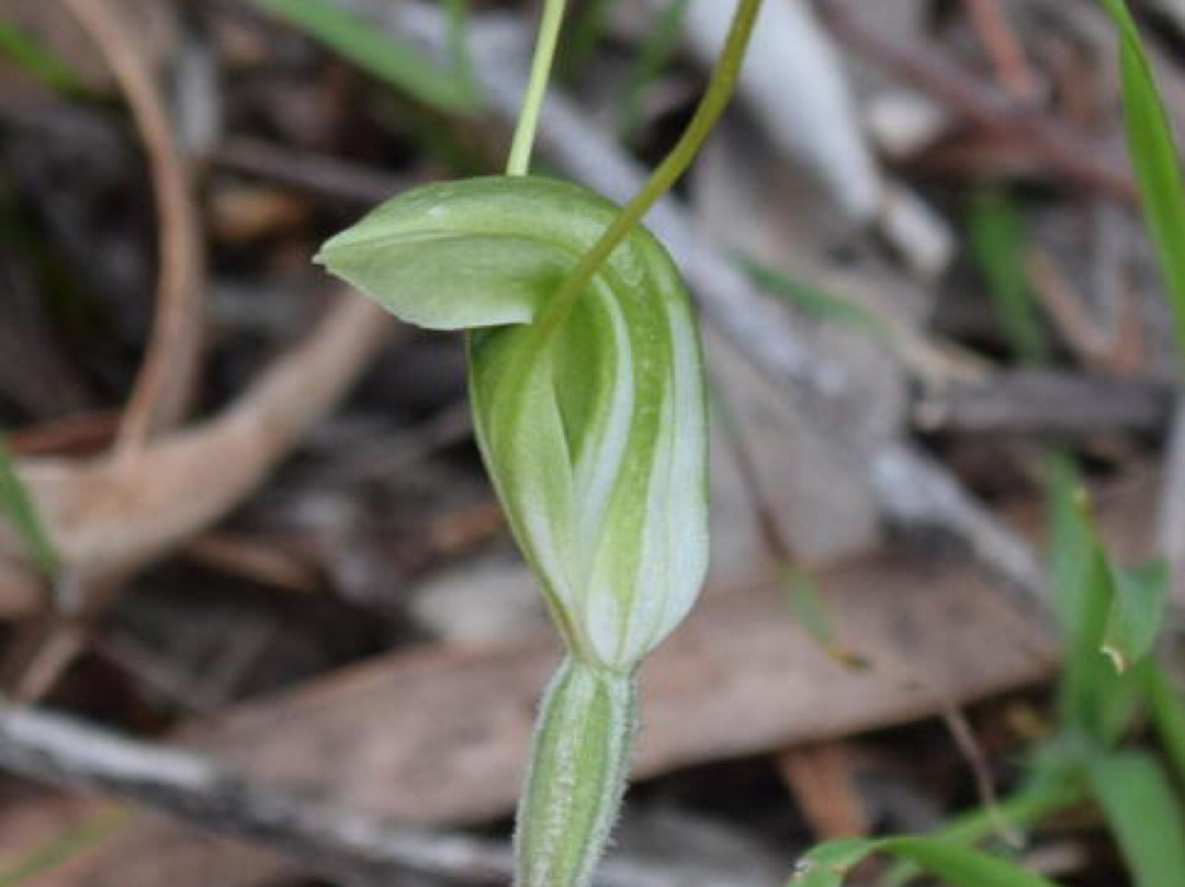 Inverleigh Flora Reserve景点图片