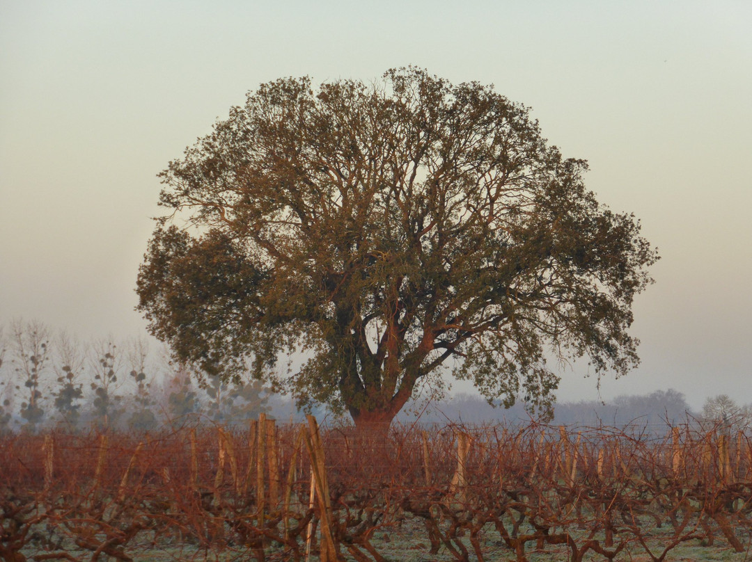 Domaine de la Chauvillière景点图片