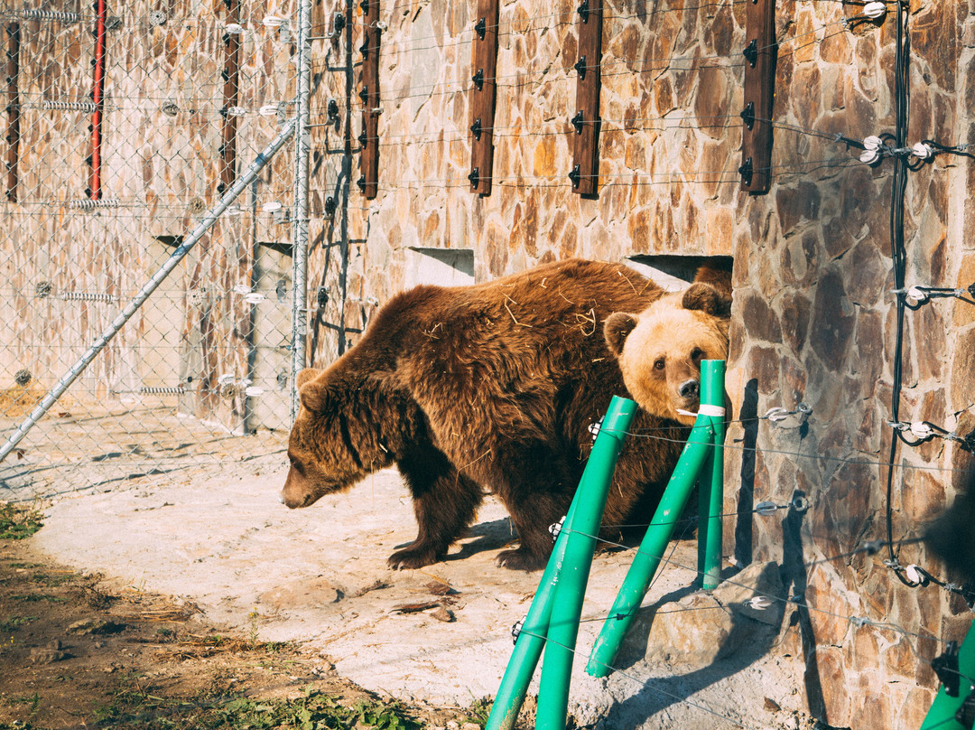 Sudovaya Vishnya旅游景点-Bear Sanctuary Domazhyr
