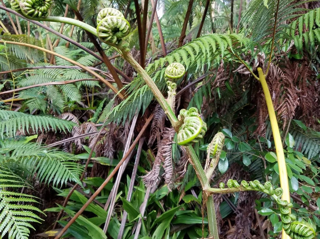 Maka’ula ‘O’oma Tract-凯鲁瓦-柯纳必去景点