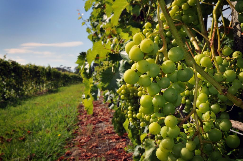 Ake Ake Vineyard-Kerikeri必去景点