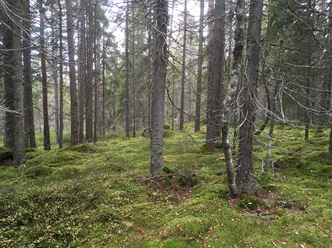 Gyllbergen Naturreservat-Borlange必去景点