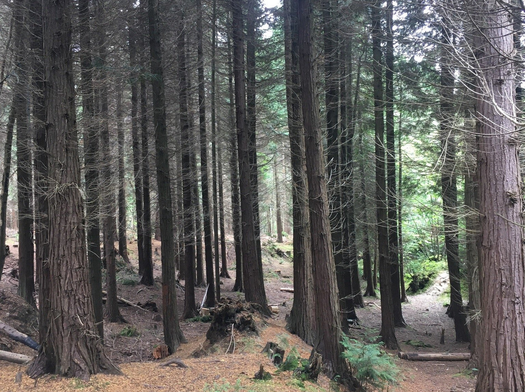 Parkhurst Forest-纽波特必去景点