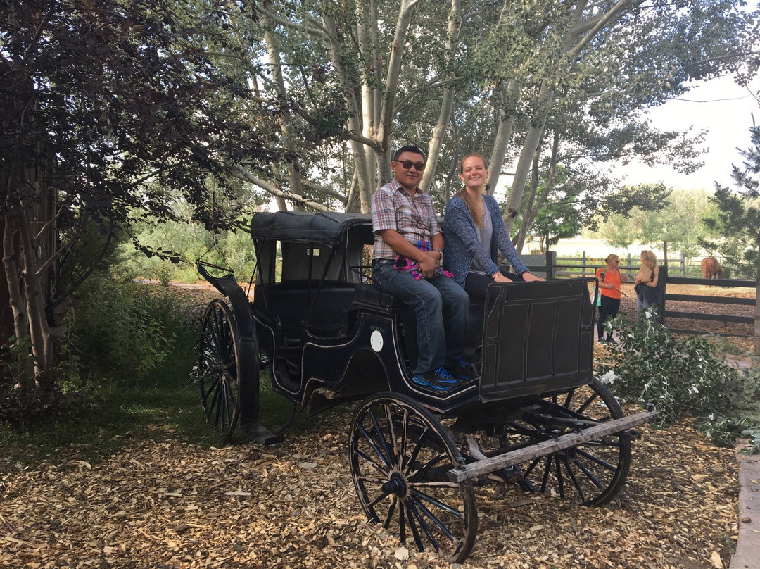 Sunflower Farm-朗蒙特必去景点