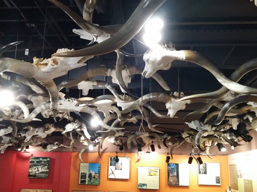 Butler Longhorn Museum-利格城必去景点