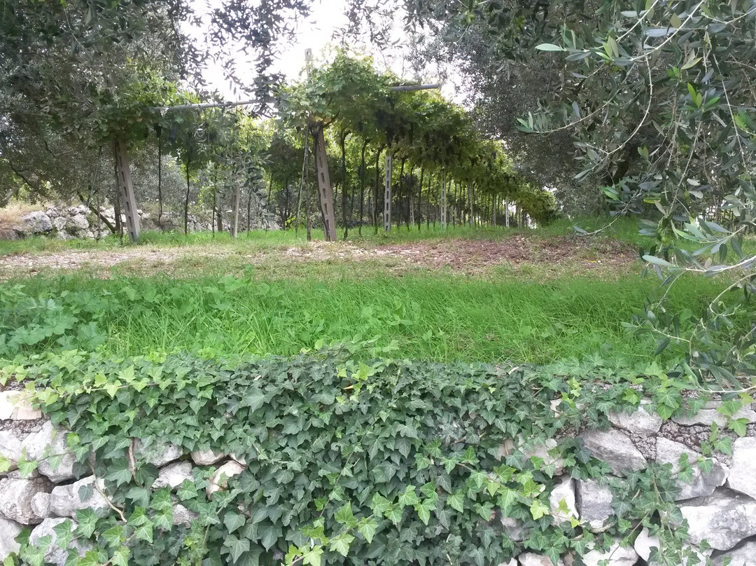 Azienda Agricola FlaTio景点图片