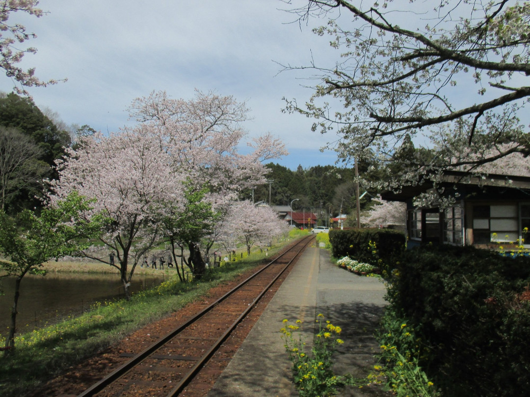 Itabu no Sakura-市原市必去景点