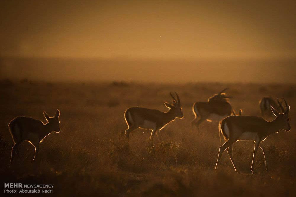 Bamou National Park景点图片