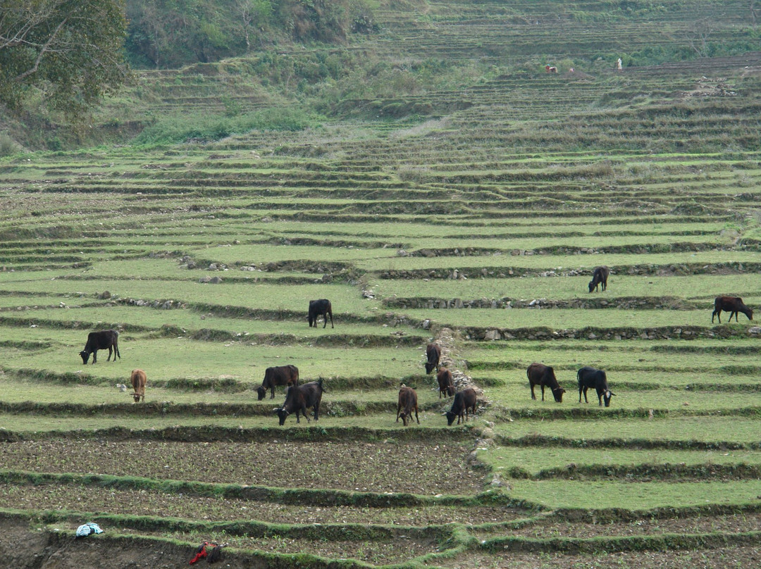 Patan Gate-帕坦（拉利特浦）必去景点