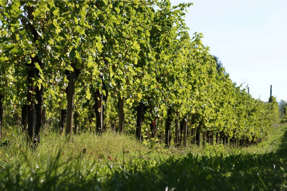 Agriturismo Clochiatti景点图片