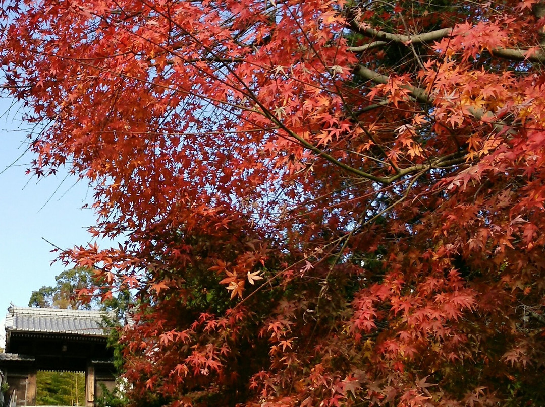 Daiho-ji Temple-八幡滨市必去景点