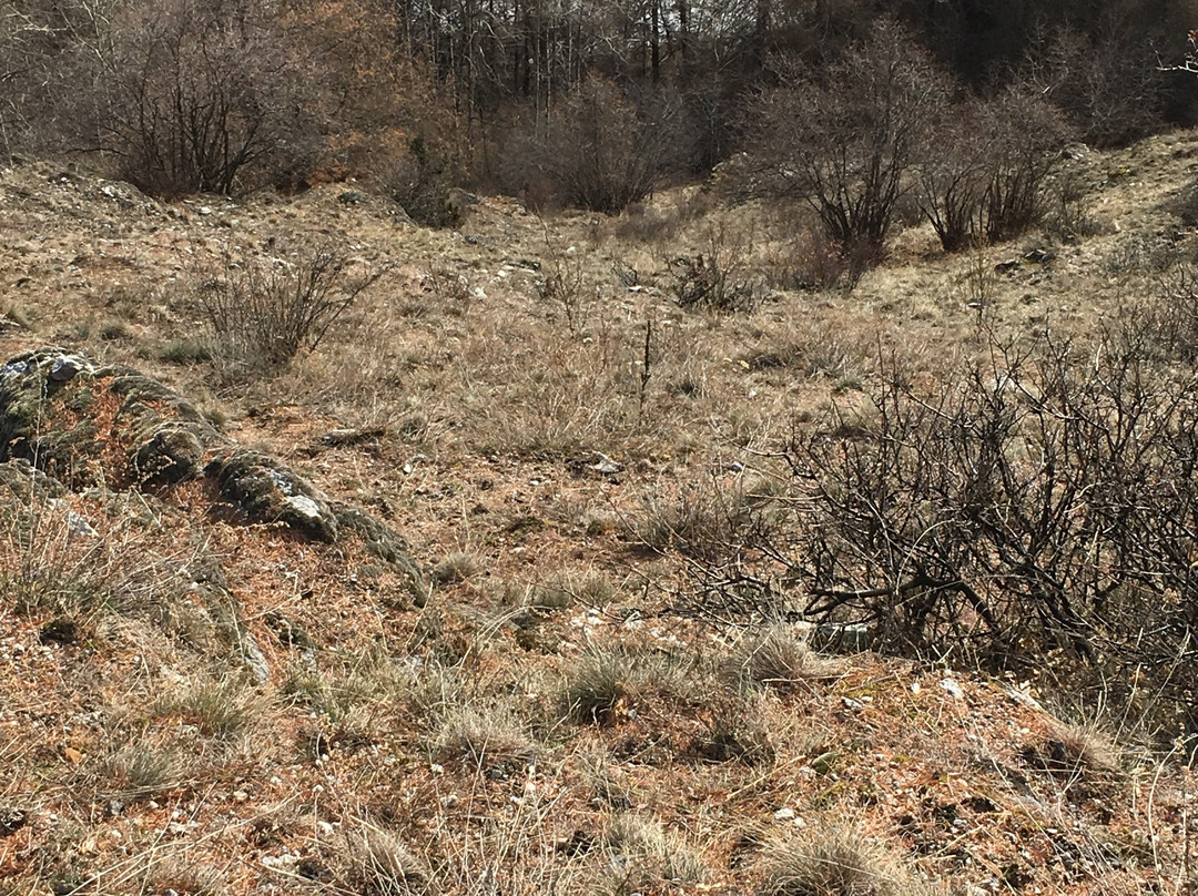 Rovina Rotund e Reichenberg-Tubre必去景点