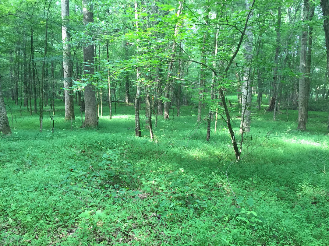 Harbins Park-Dacula必去景点