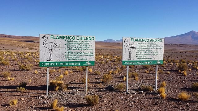 Salar de Coposa-Pica必去景点