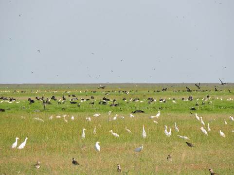 Birding Buenos Aires-布宜诺斯艾利斯必去景点