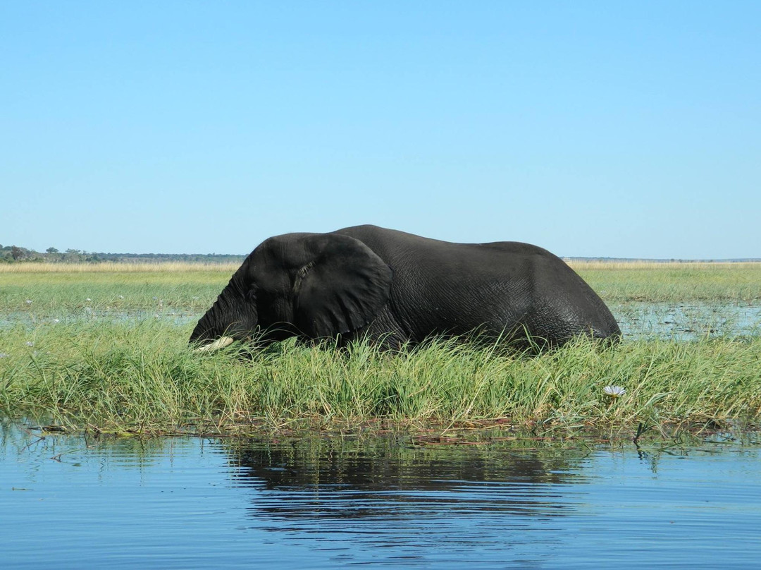 Real Africa Safaris Chobe景点图片