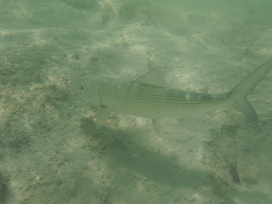 Coco Loba Tours-伊柳塞拉必去景点