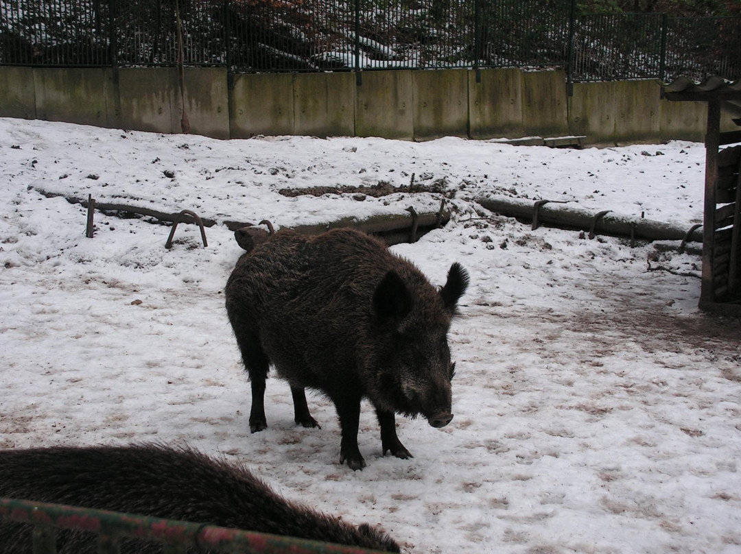 Tierpark Sassnitz景点图片