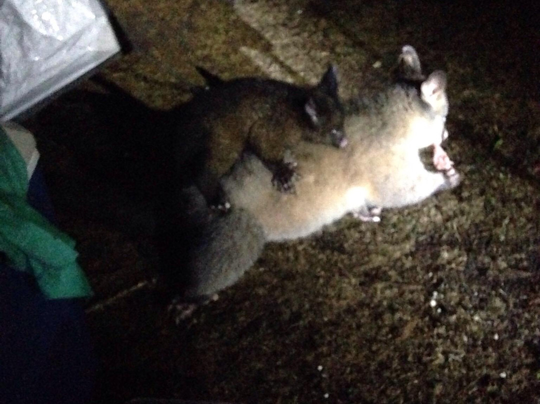 Lime Bay State Reserve-亚瑟港必去景点