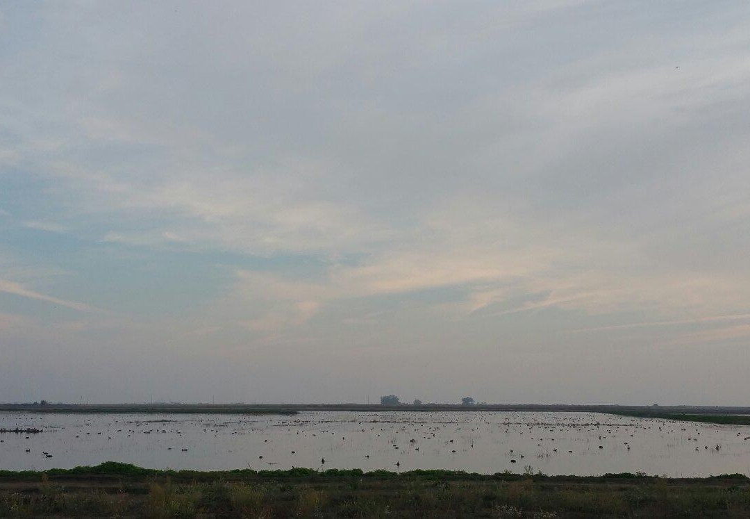 Isenberg Crane Reserve-洛迪必去景点
