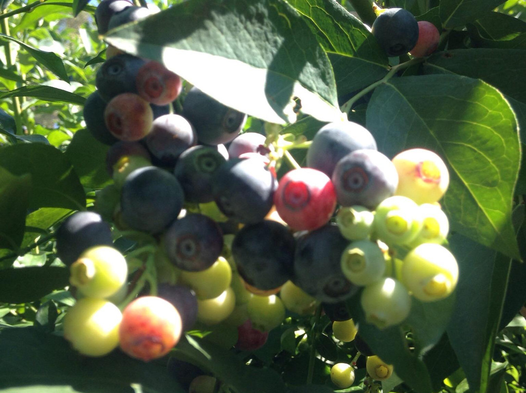 Clyde River Berry Farm景点图片