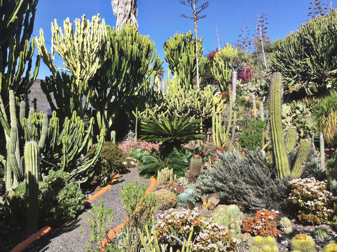 Palmex Cactus景点图片