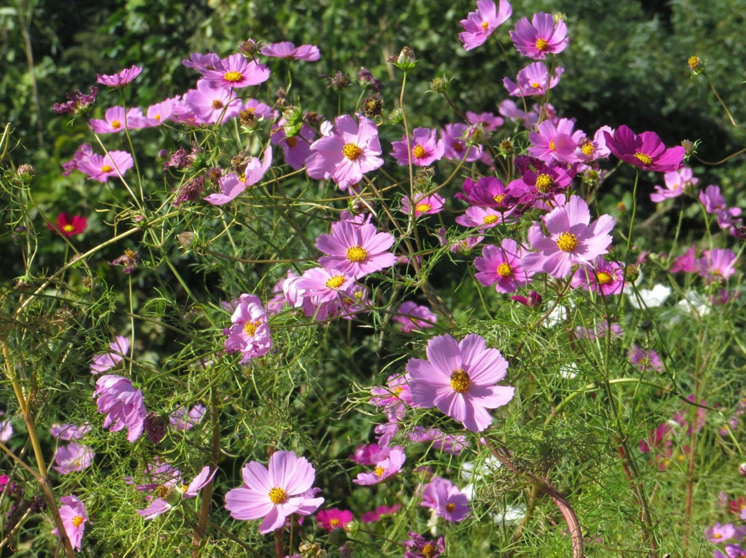 Yoro River Area-市原市必去景点