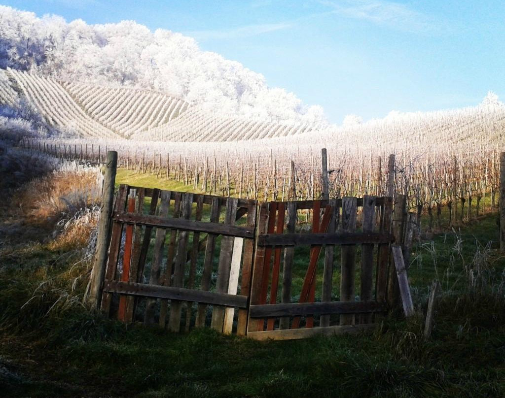 Ramsak Winery-马里博尔必去景点