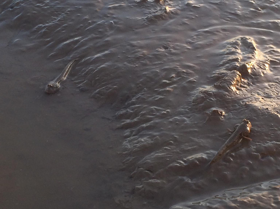 流浮山-香港必去景点