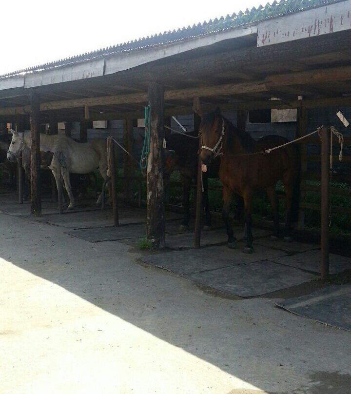 Frontier Horseback Riding Club-石狩市必去景点