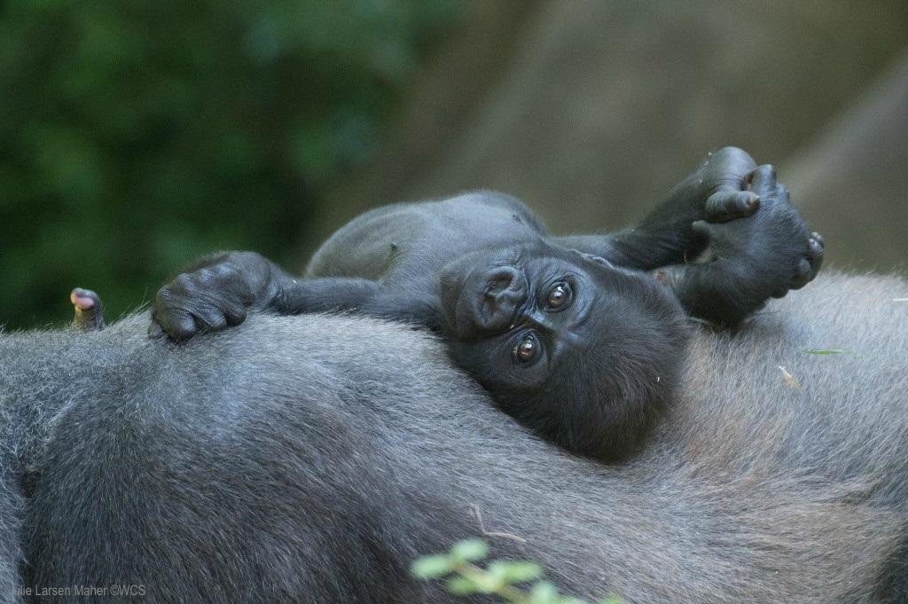 Bronx Zoo-布朗克斯必去景点