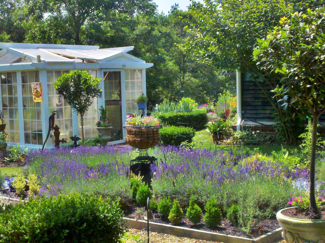 Blooming Hill Lavender Farm景点图片