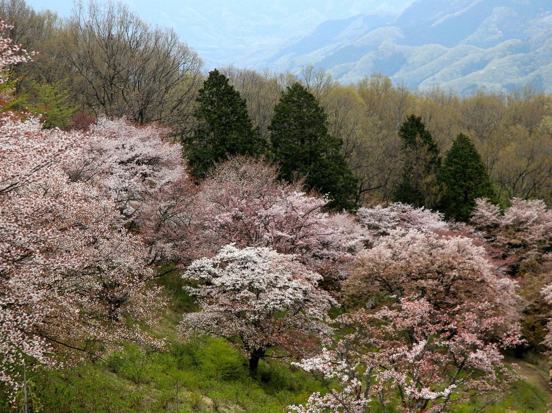 Mt. Minoyama-皆野町必去景点